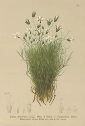 Oostenrijkse Sandwort