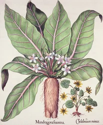 Herfstmandragora, uit de Hortus Eystettensis door Basil Besler (1561-1629), pub. 1613