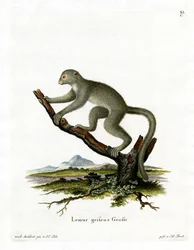 Bamboe Lemur
