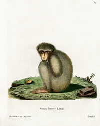 Berberaap