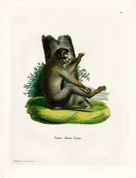 Berberaap