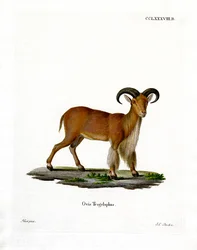 Barbary Schaap