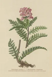 Snavelloze Rode Ratelaar (Pedicularis recutita)