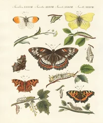 Mooie Duitse vlinders