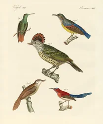 Mooie en vreemde vogels