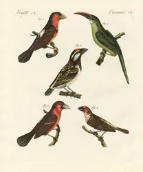 Mooie klimmende vogels