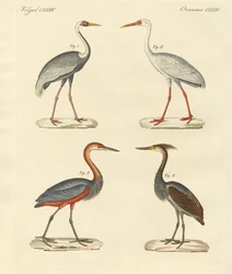 Mooie moerasvogels