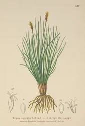 Bellardis Moeraszegge