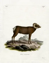Bighorn schaap
