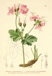 Grootwortel Ooievaarsbek