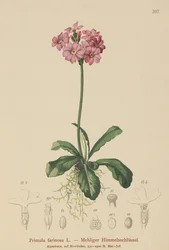 Vogel-oog Sleutelbloem (Primula farinosa)