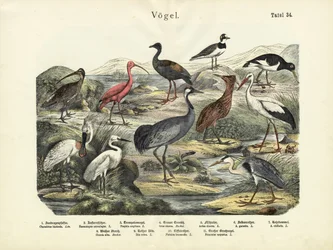 Vogels, ca. 1860
