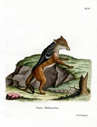 Zwart-rugjakhals