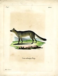 Zwartgerugde Jakhals