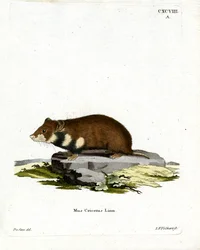 Zwartbuikhamster