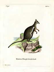 Zwartvoet-rotswallaby