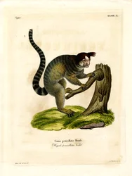 Zwartgekuifde Marmoset