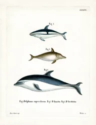 Zwarte dolfijn