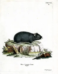 Zwarte hamster