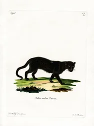 Zwarte luipaard