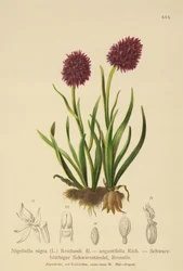 Zwarte Vanille Orchidee (Nigritella nigra, Nigritella angustifolia)