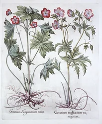 Bloedooievaarsbek en Grootwortelooievaarsbek, uit Hortus Eystettensis, door Basil Besler, 1613