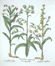 Blauwe Alkanet en Twee Soorten Hondenstong, uit Hortus Eystettensis, door Basil Besler, gepubliceerd 1613