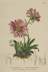 Blauwe Alpenmargriet