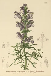 Blauwe Draak (Dracocephalum Ruyschianum)