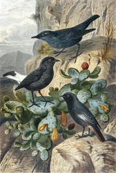 Blauwe rotslijster, zwarte tapuit en roodstaart, plaat uit "Brehms Tierleben: Allgemeine Kunde des Tierreichs", deel 4, p. 57, uitgegeven door Bibliographisches Institut