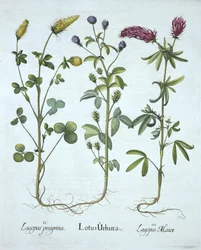 Blauwe Troginella, Gele Klaver, Rode Houtklaver, uit Hortus Eystettensis, door Basil Besler, gepubliceerd 1613