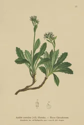 Blauwe Muurpeper