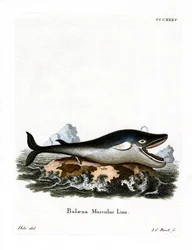 Blauwe walvis