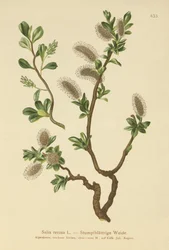 Stompbladige Wilg (Salix retusa)
