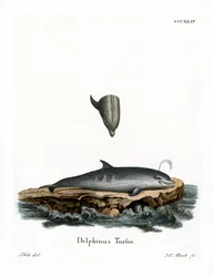 Tuimelaar