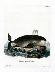 Groenlandse walvis