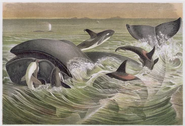 Groenlandse walvis en orka