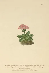 Breedbladige Sleutelbloem (Primula viscosa, Primula latifolia, Primula hirsuta)