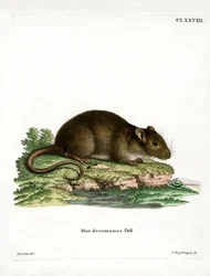 Bruine Rat