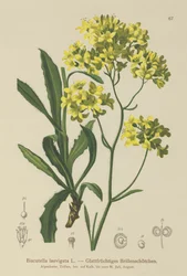 Buckler Mosterd