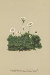 Bursers Steenbreek