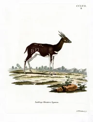 Bosbok