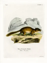 Bosrat met pluimstaart