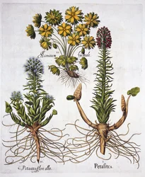 Groot Hoefblad en Winterakoniet, uit Hortus Eystettensis, door Basil Besler, 1613