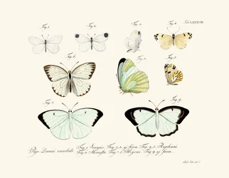 Vlinders