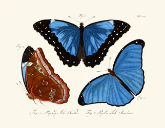Vlinders