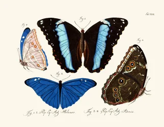 Vlinders