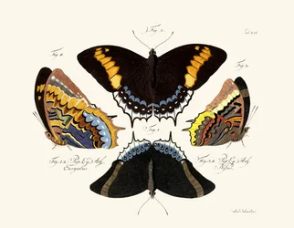 Vlinders