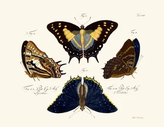 Vlinders