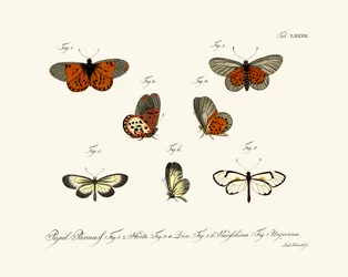 Vlinders